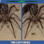 Spider Hidden Difference